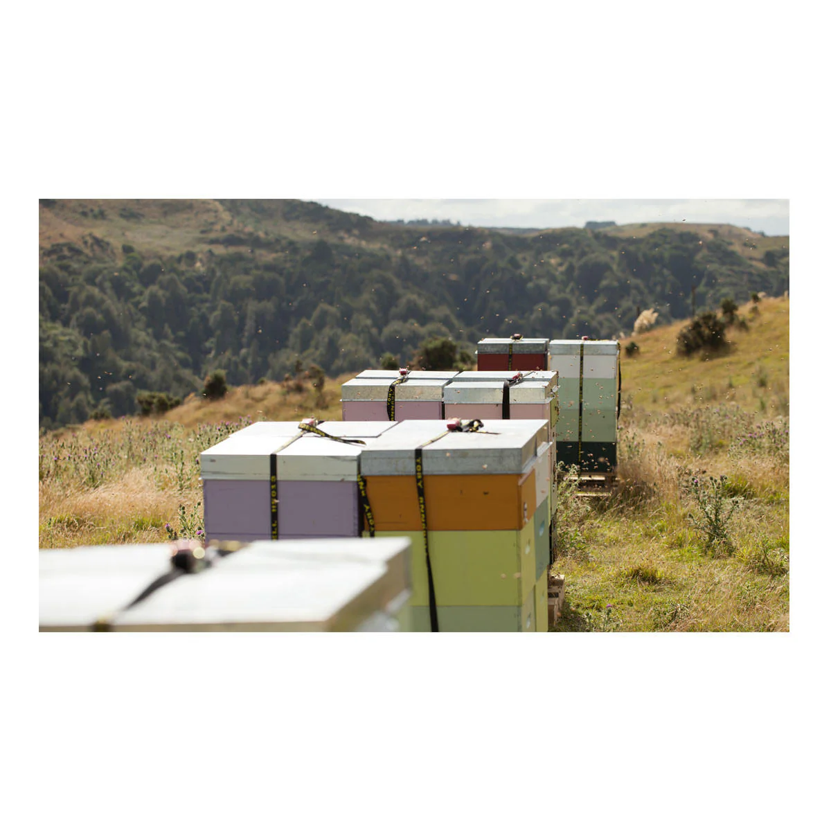 Egmont Honey Manuka Honey UMF 20+ - Image 4