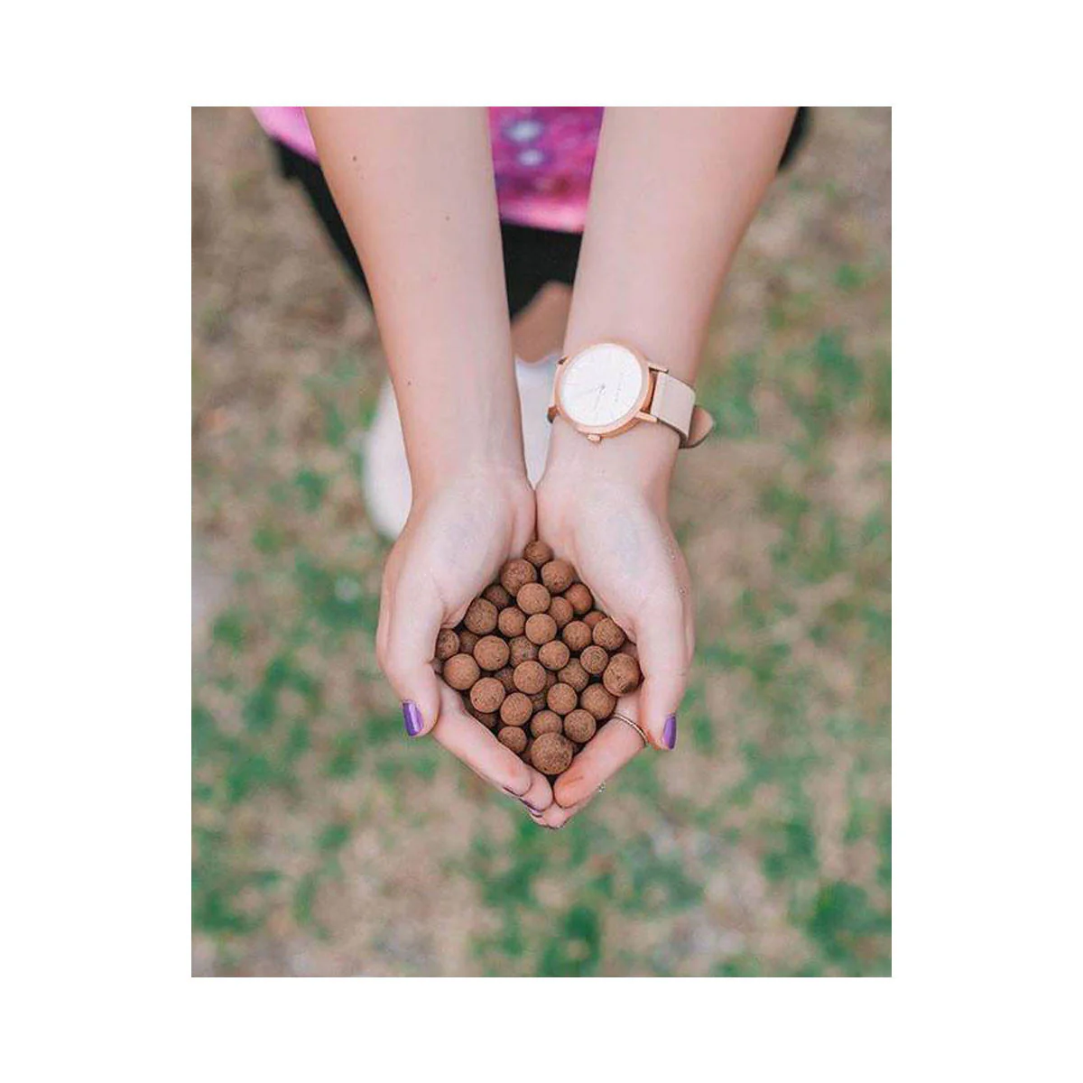 Cacao - Image 3